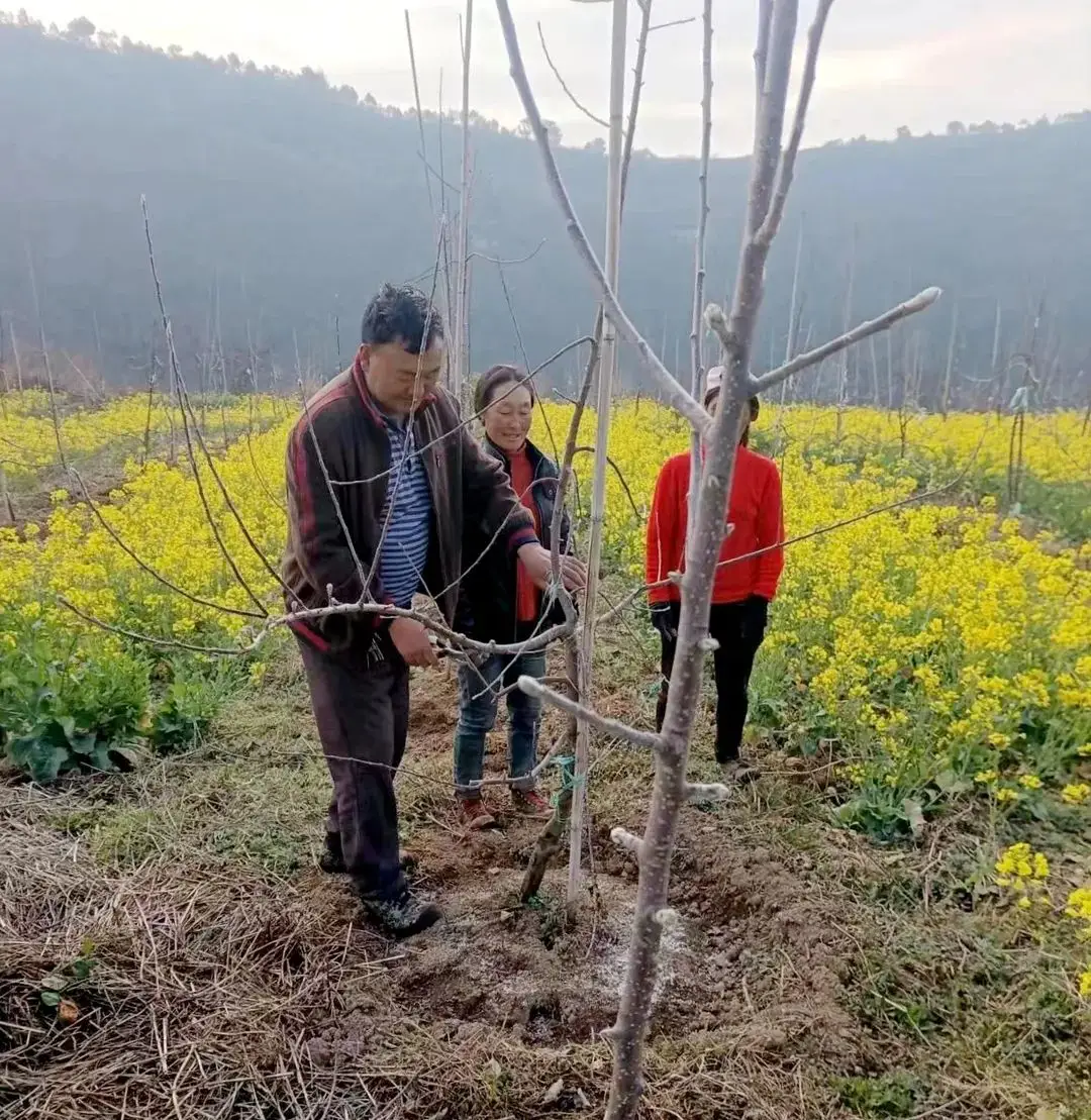 农村种苹果树赚钱吗_农民种苹果_农村种植苹果致富