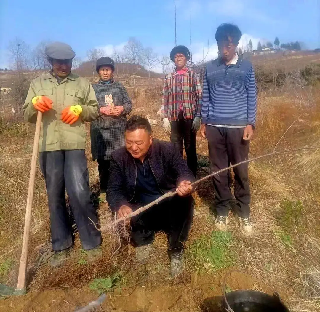 农村种苹果树赚钱吗_农村种植苹果致富_农民种苹果