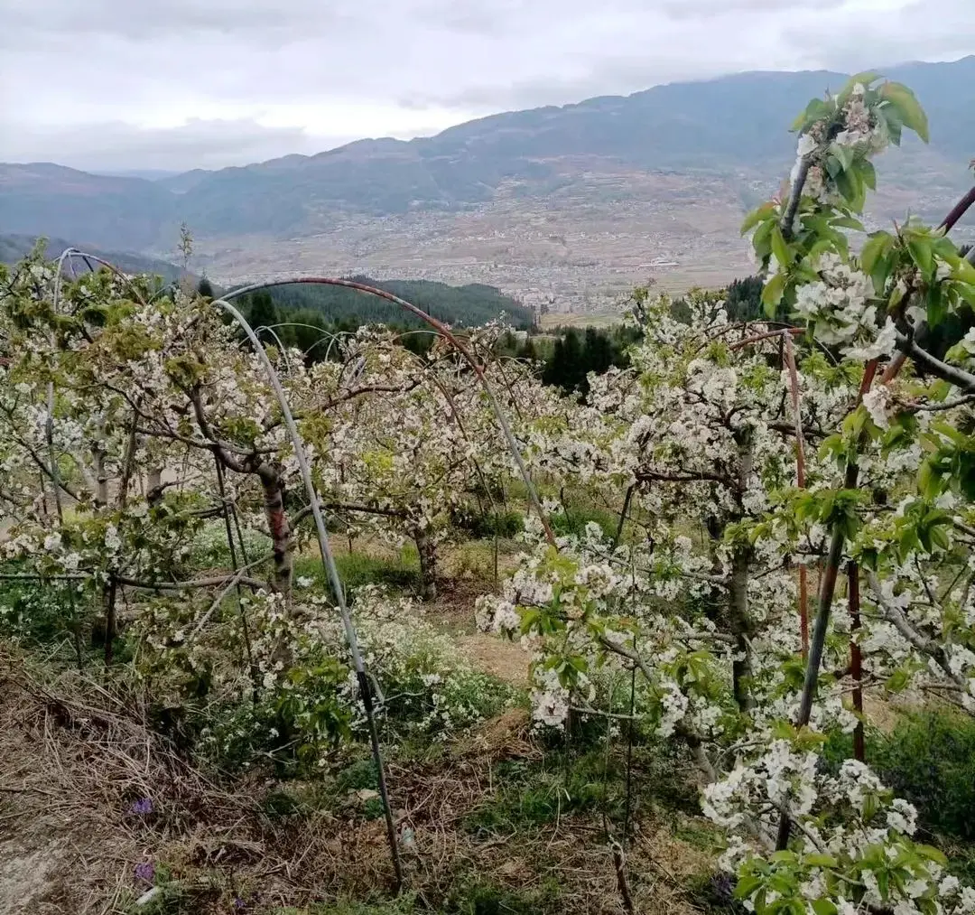 农村种苹果树赚钱吗_农村种植苹果致富_农民种苹果