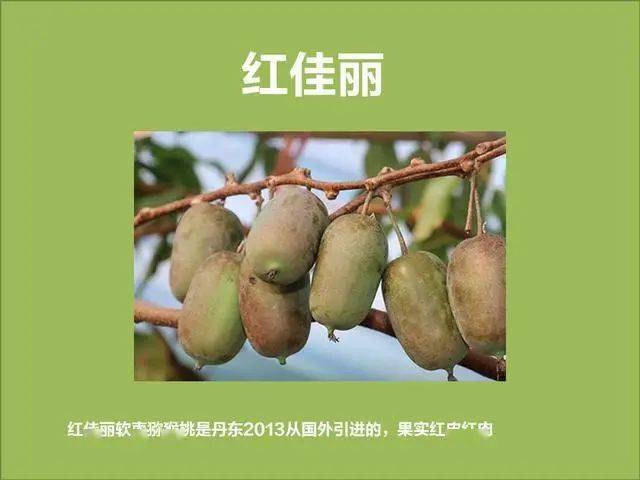 软枣子种植技术_软枣如何种植_软枣子树苗的种植方法