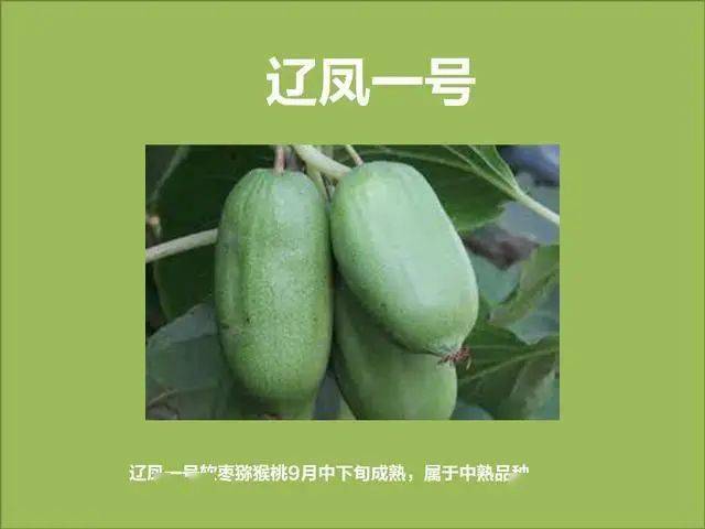 软枣子种植技术_软枣如何种植_软枣子树苗的种植方法