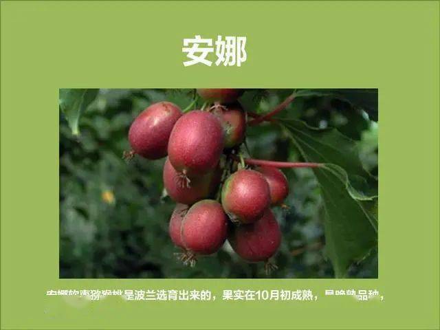 软枣如何种植_软枣子种植技术_软枣子树苗的种植方法