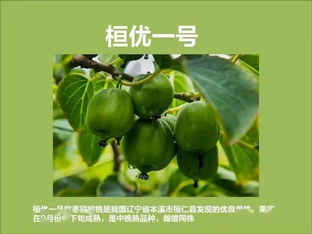 软枣如何种植_软枣子种植技术_软枣子树苗的种植方法