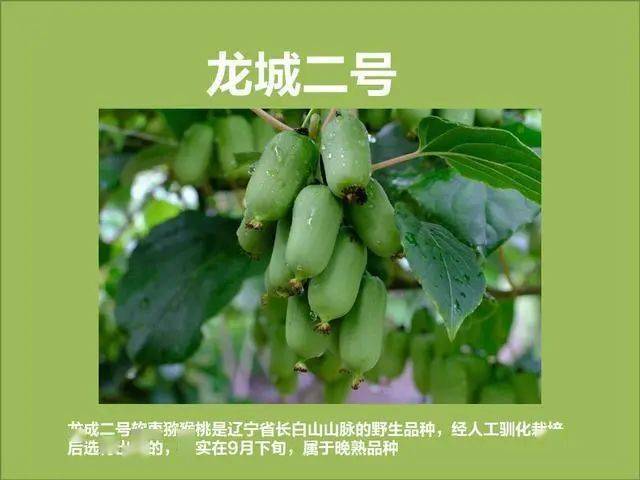 软枣如何种植_软枣子种植技术_软枣子树苗的种植方法