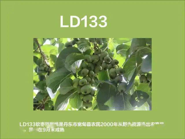 软枣子树苗的种植方法_软枣子种植技术_软枣如何种植