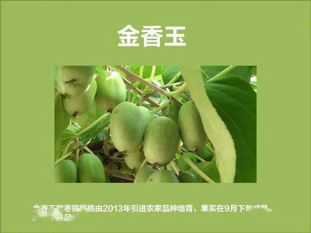 软枣子种植技术_软枣如何种植_软枣子树苗的种植方法