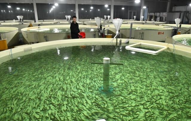 致富经西瓜种植全视频_乡镇西瓜致富_致富经西瓜太甜