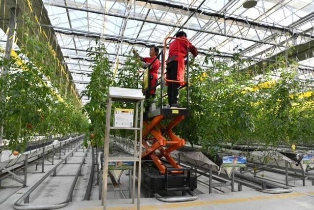 致富经西瓜种植全视频_致富经西瓜太甜_乡镇西瓜致富