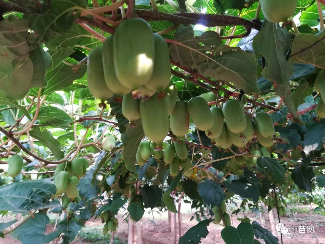 软枣子种植技术_软枣子种植技术视频教程_软枣子树苗的种植方法