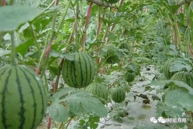 西瓜种植技术新闻_西瓜种植最新技术_西瓜种植新技术