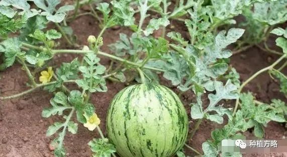 西瓜种植技术新闻_西瓜种植最新技术_西瓜种植新技术