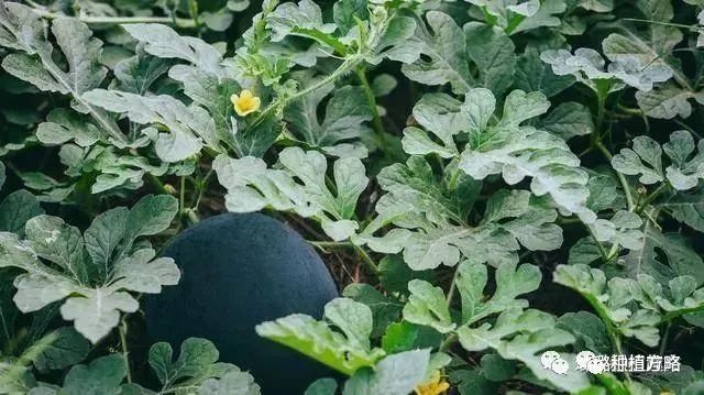 西瓜种植技术新闻_西瓜种植新技术_西瓜种植最新技术