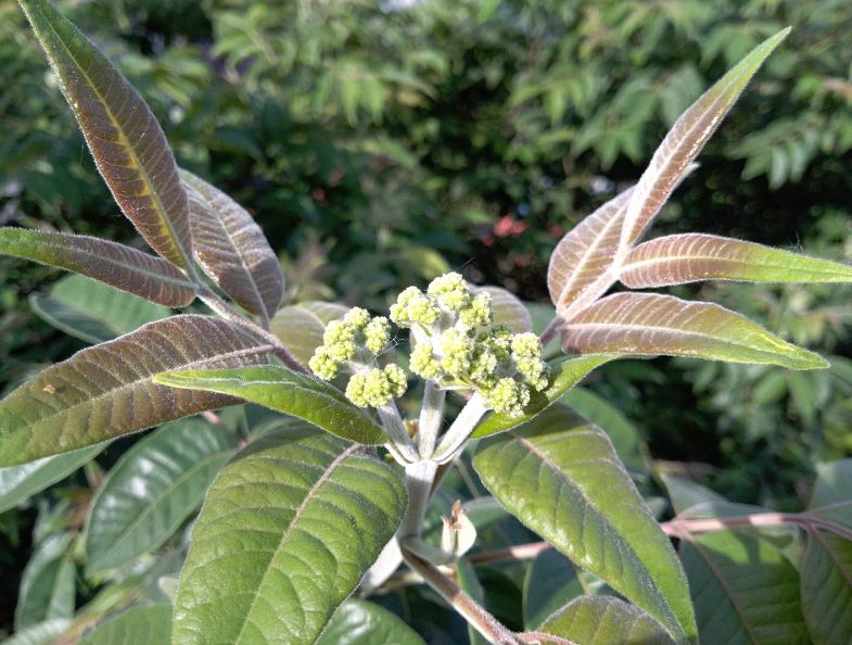 致富宝app_致富宝贝种植物是什么_致富宝贝种植物