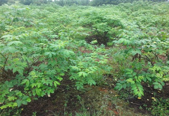 致富宝贝种植物是什么_致富宝app_致富宝贝种植物