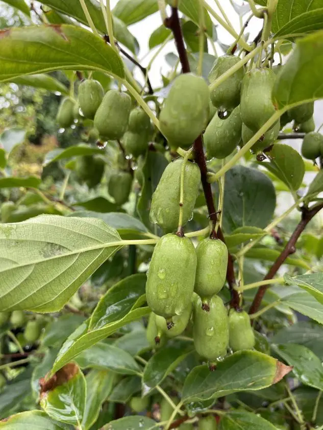 软枣子种植技术_软枣子种植技术视频教程_软枣子树苗的种植方法