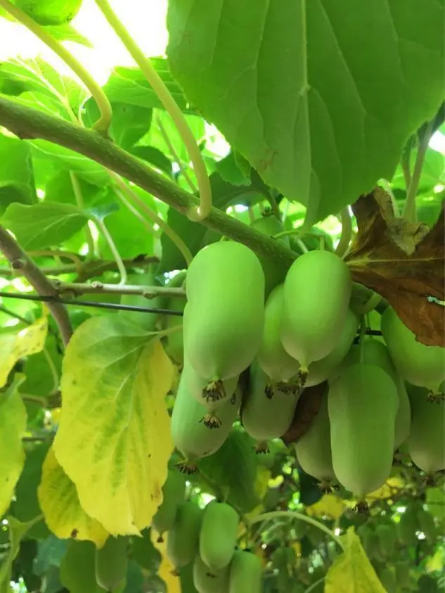 软枣子种植技术_软枣子树苗的种植方法_软枣子种植技术视频教程