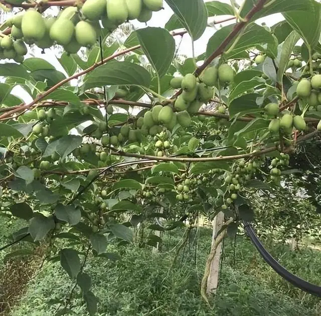 软枣子树苗的种植方法_软枣子种植技术视频教程_软枣子种植技术