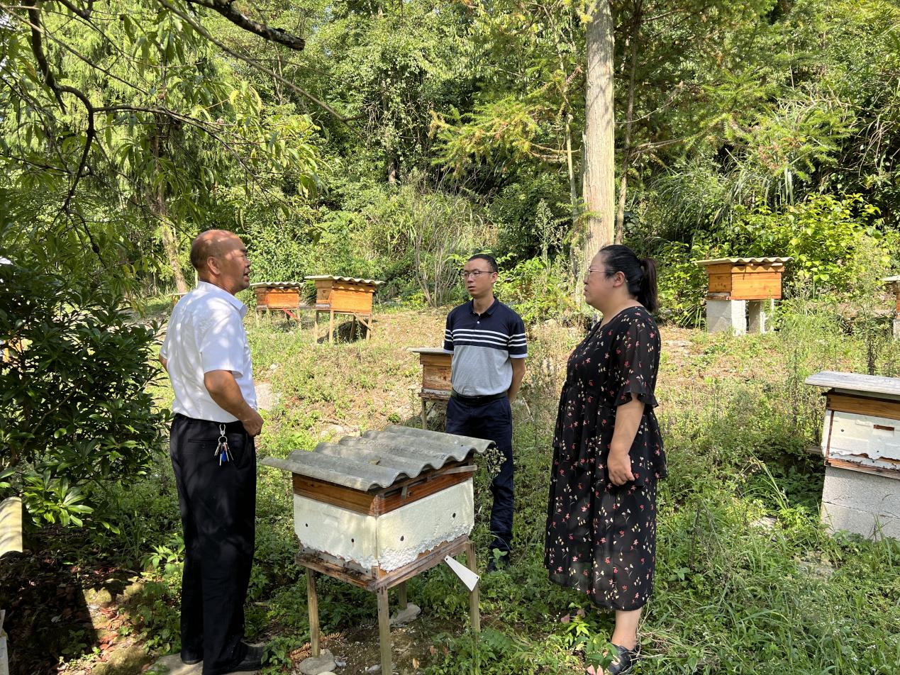 致富经养殖蜜蜂_蜜蜂养殖项目_蜜蜂致富养殖视频