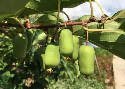 软枣子树苗的种植方法_软枣子种植技术视频教程_软枣子种植技术