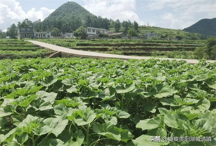 韭黄无土种植技术视频_韭黄无土栽培_无土种植韭黄技术