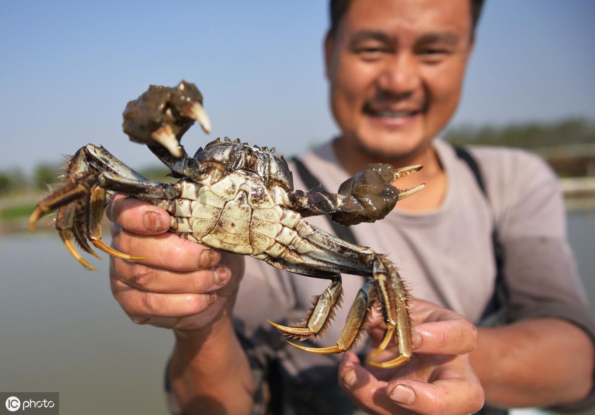 养殖河蟹赚钱吗_河蟹养殖致富_养殖河蟹的利润