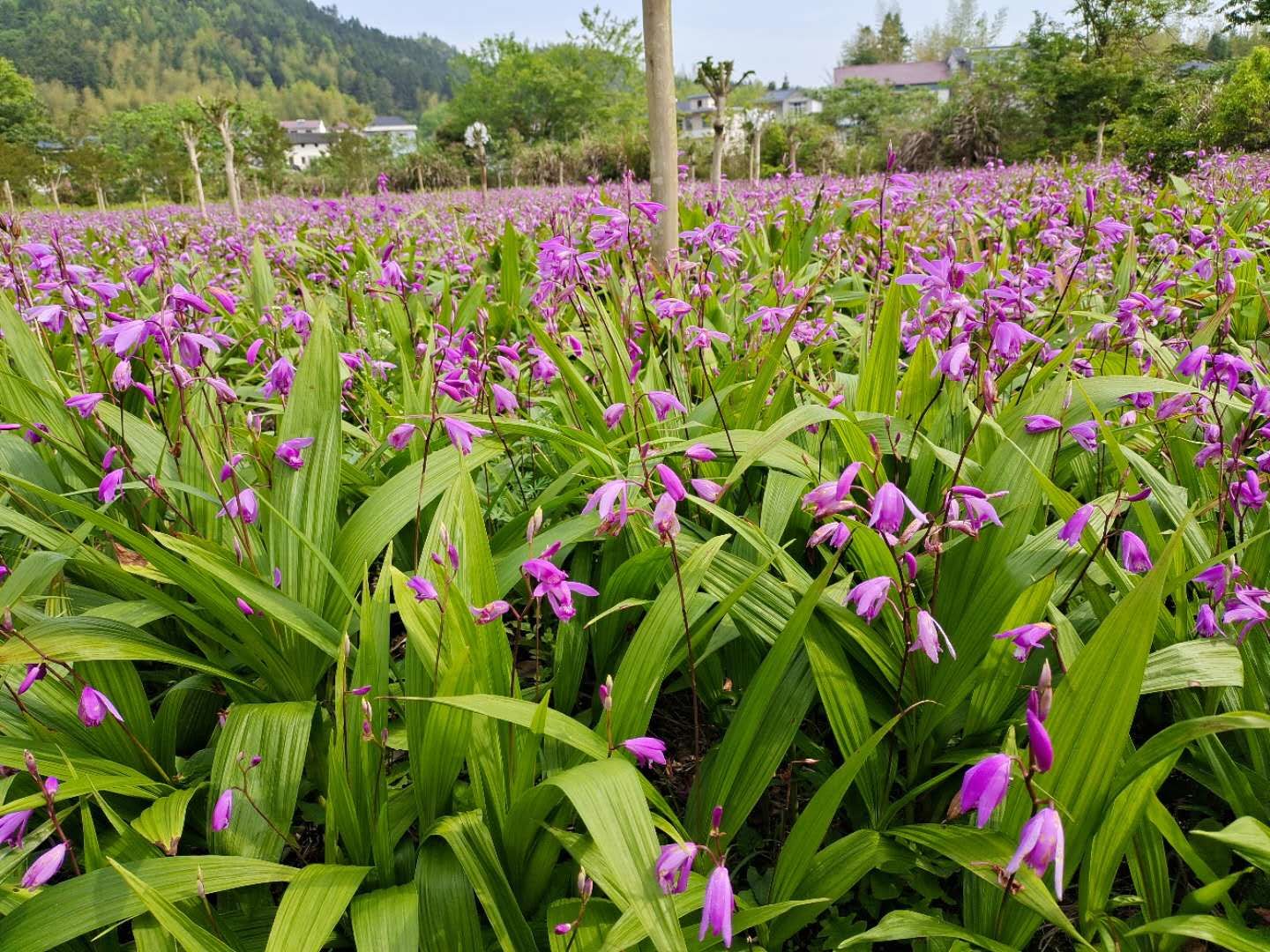 祁门：白芨花开致富路