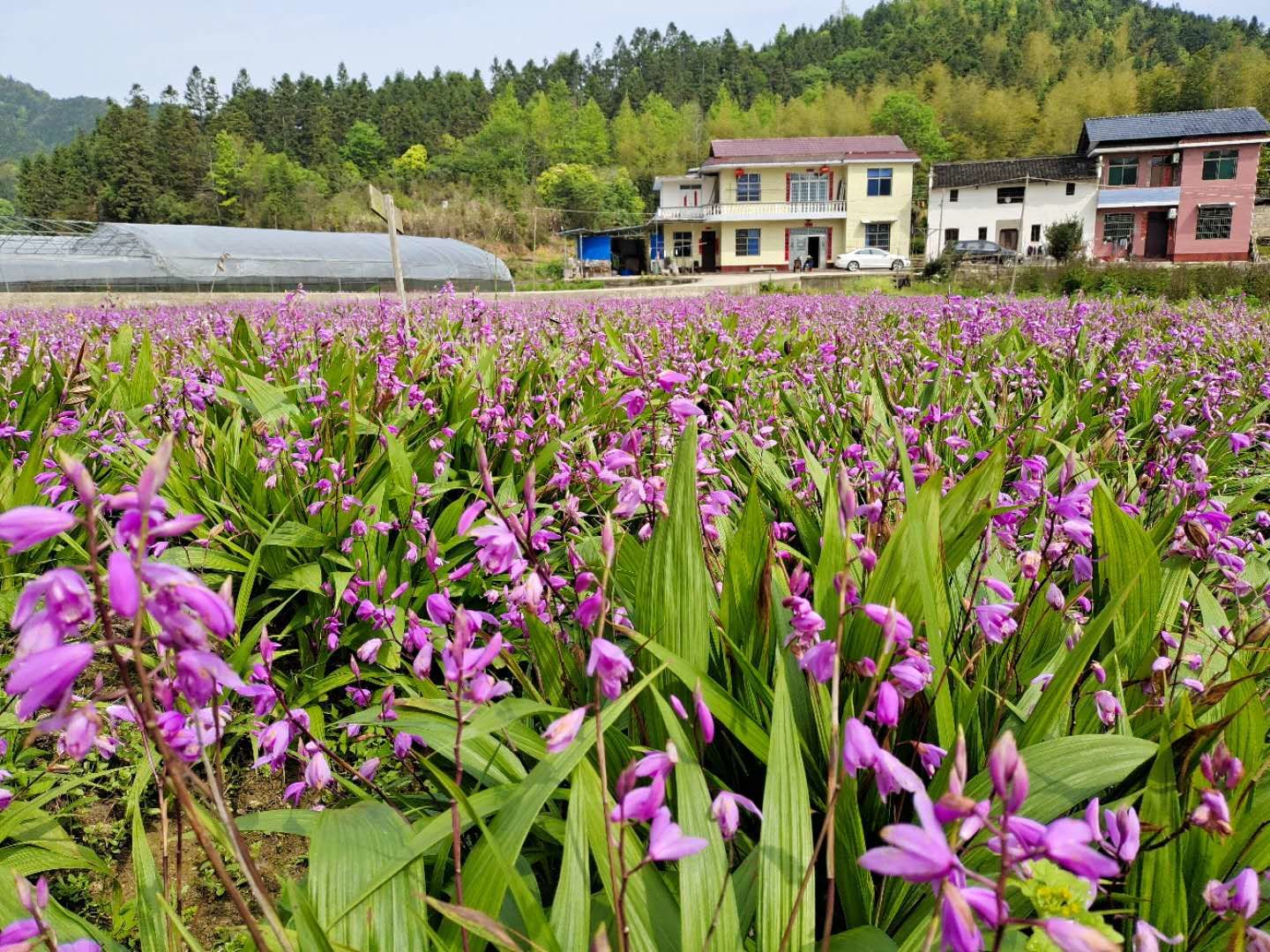 湖北种植白芨致富_种植白芨价格_种植白芨致富项目