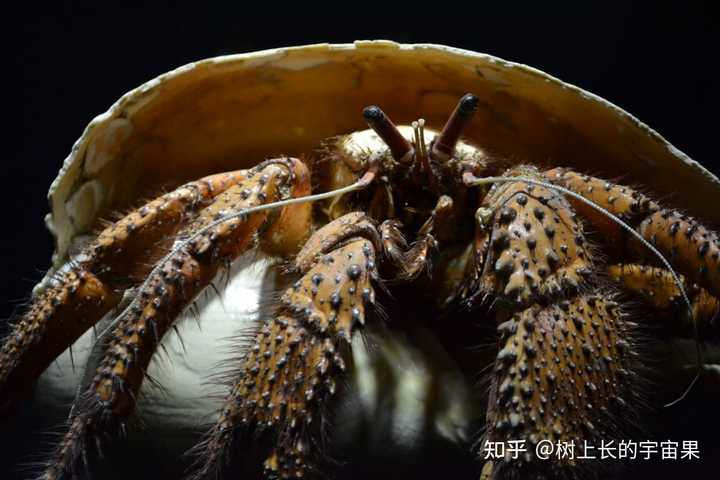 鳌虾养殖需要注意什么_红鳌鳌虾养殖技术视频_红鳌鳌虾价格