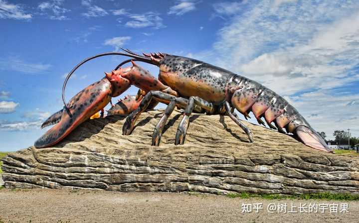 红鳌鳌虾价格_鳌虾养殖需要注意什么_红鳌鳌虾养殖技术视频