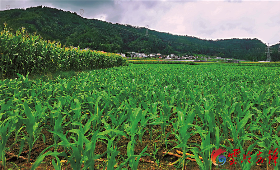 玉米大豆带状复合种植技术间作模式