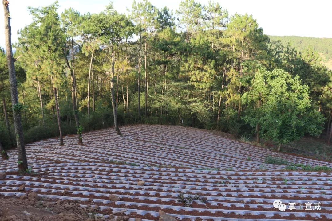 种植何首乌致富_种植何首乌成本和利润_何首乌种植效益