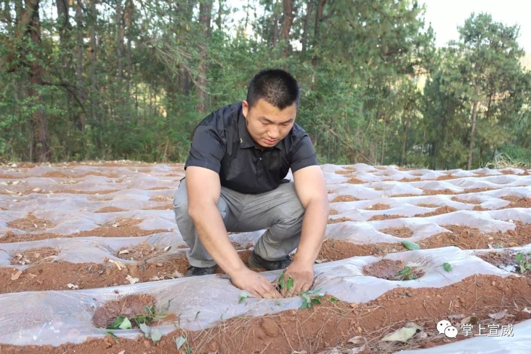 种植何首乌致富_种植何首乌成本和利润_何首乌种植效益