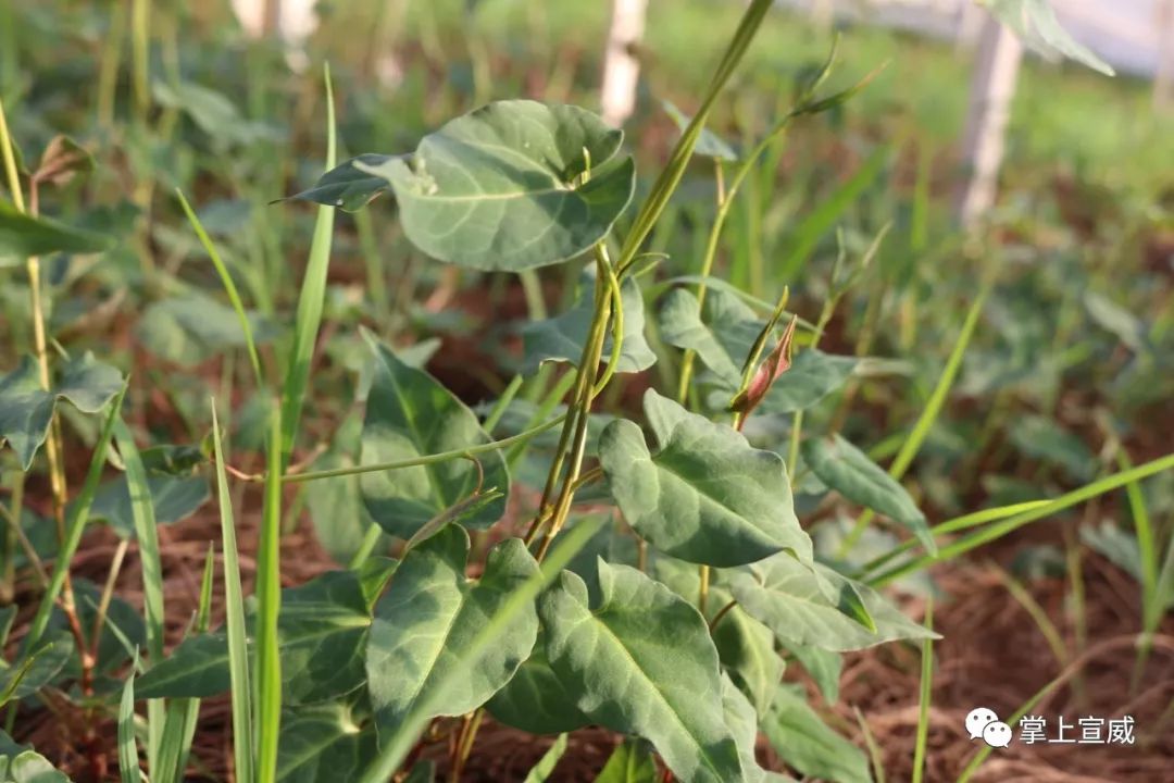 种植何首乌成本和利润_种植何首乌致富_何首乌种植效益