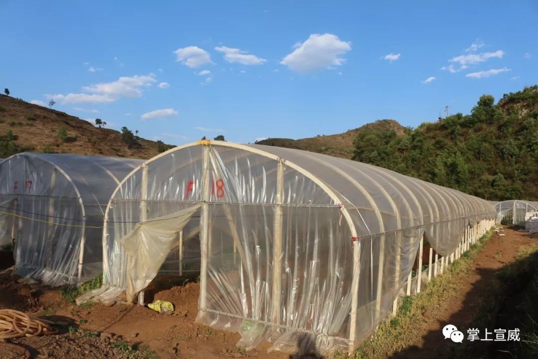 种植何首乌成本和利润_种植何首乌致富_何首乌种植效益