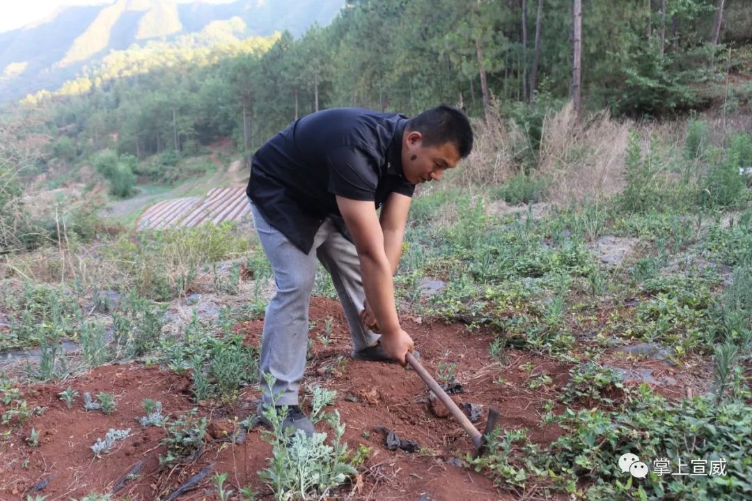 种植何首乌致富_种植何首乌成本和利润_何首乌种植效益