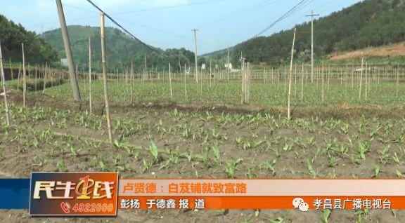 种植白芨价格_湖北种植白芨致富_湖北白芨种植基地