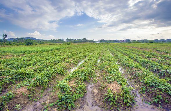 何首乌种植效益_致富种植何首乌视频_种植何首乌致富