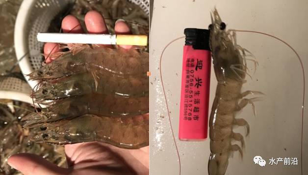 养虾用什么沙_沙虾的 养殖技术_沙虾养殖技术视频教程