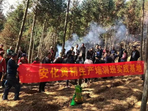 冰碛岩上之仙草-安化黄精，圆茶寿梦之饮-黄精茶