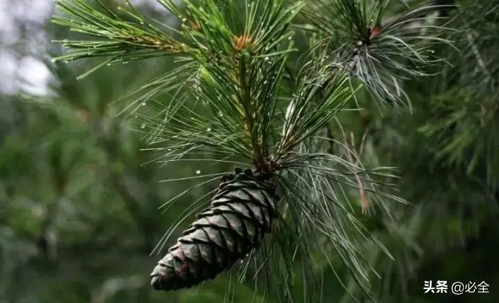 种植绿化树利润如何_种植绿化树致富_种绿化树赚钱吗