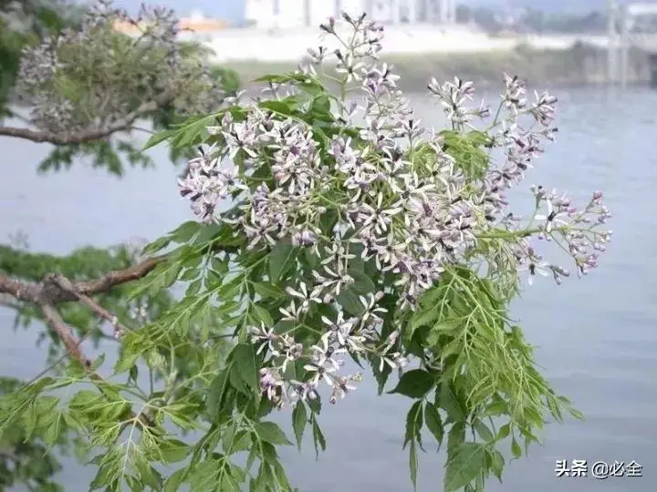 种植绿化树致富_种植绿化树利润如何_种绿化树赚钱吗