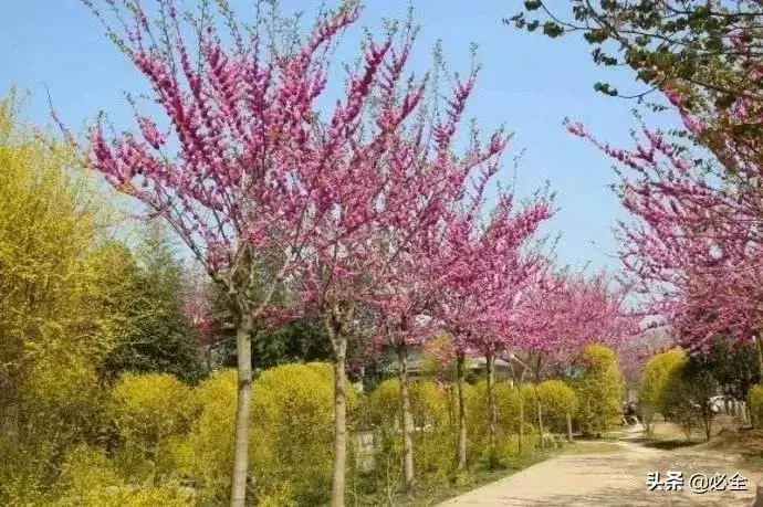 种植绿化树致富_种植绿化树利润如何_种绿化树赚钱吗