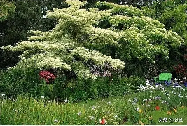 种绿化树赚钱吗_种植绿化树致富_种植绿化树利润如何