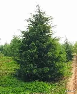 种绿化树赚钱吗_种植绿化树利润如何_种植绿化树致富