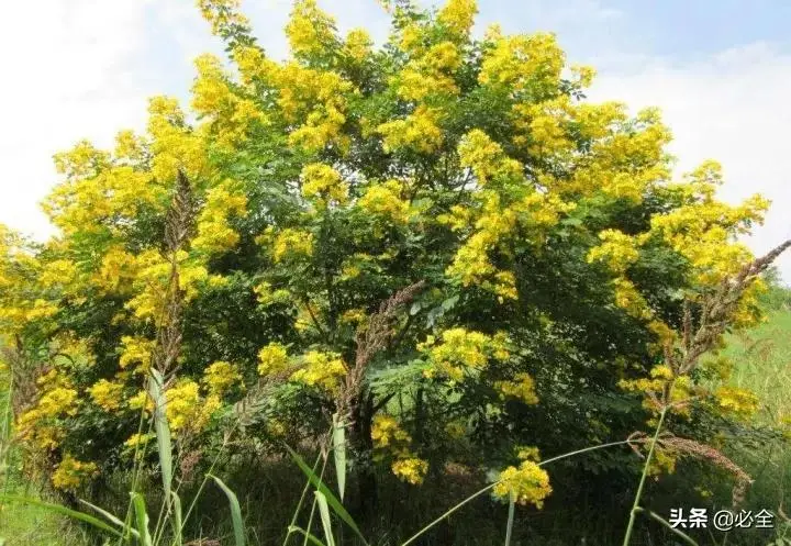 种植绿化树利润如何_种植绿化树致富_种绿化树赚钱吗