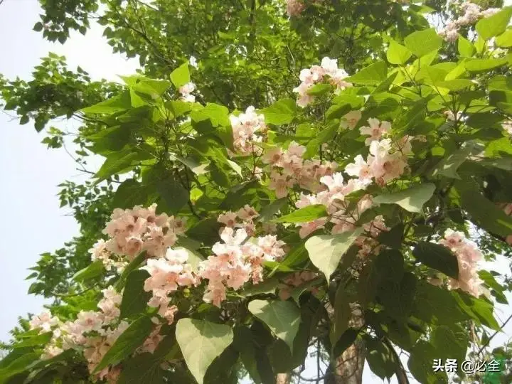 种植绿化树利润如何_种绿化树赚钱吗_种植绿化树致富