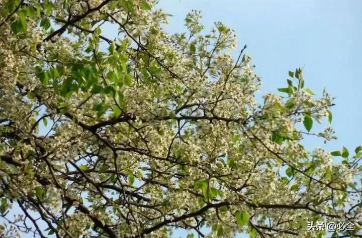 种植绿化树利润如何_种植绿化树致富_种绿化树赚钱吗