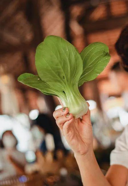 夏甘蓝新品种_夏甘蓝种植技术视频_夏甘蓝种植时间和方法