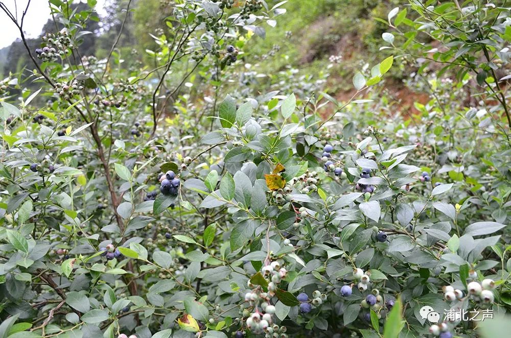 致富种植蓝莓视频_致富种植蓝莓怎么样_蓝莓怎么种植致富