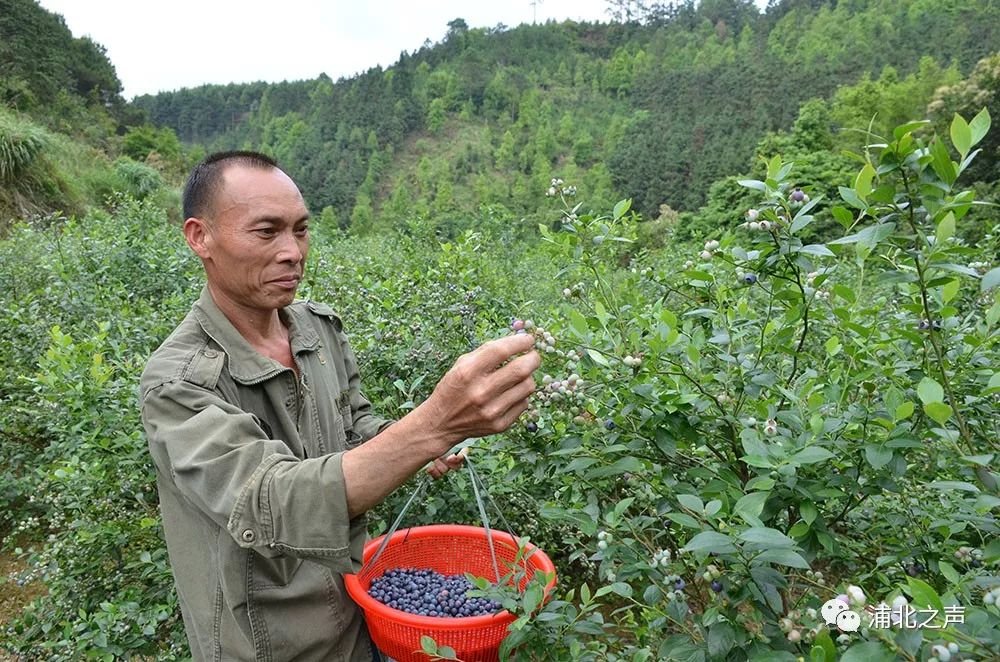 致富种植蓝莓怎么样_蓝莓怎么种植致富_致富种植蓝莓视频